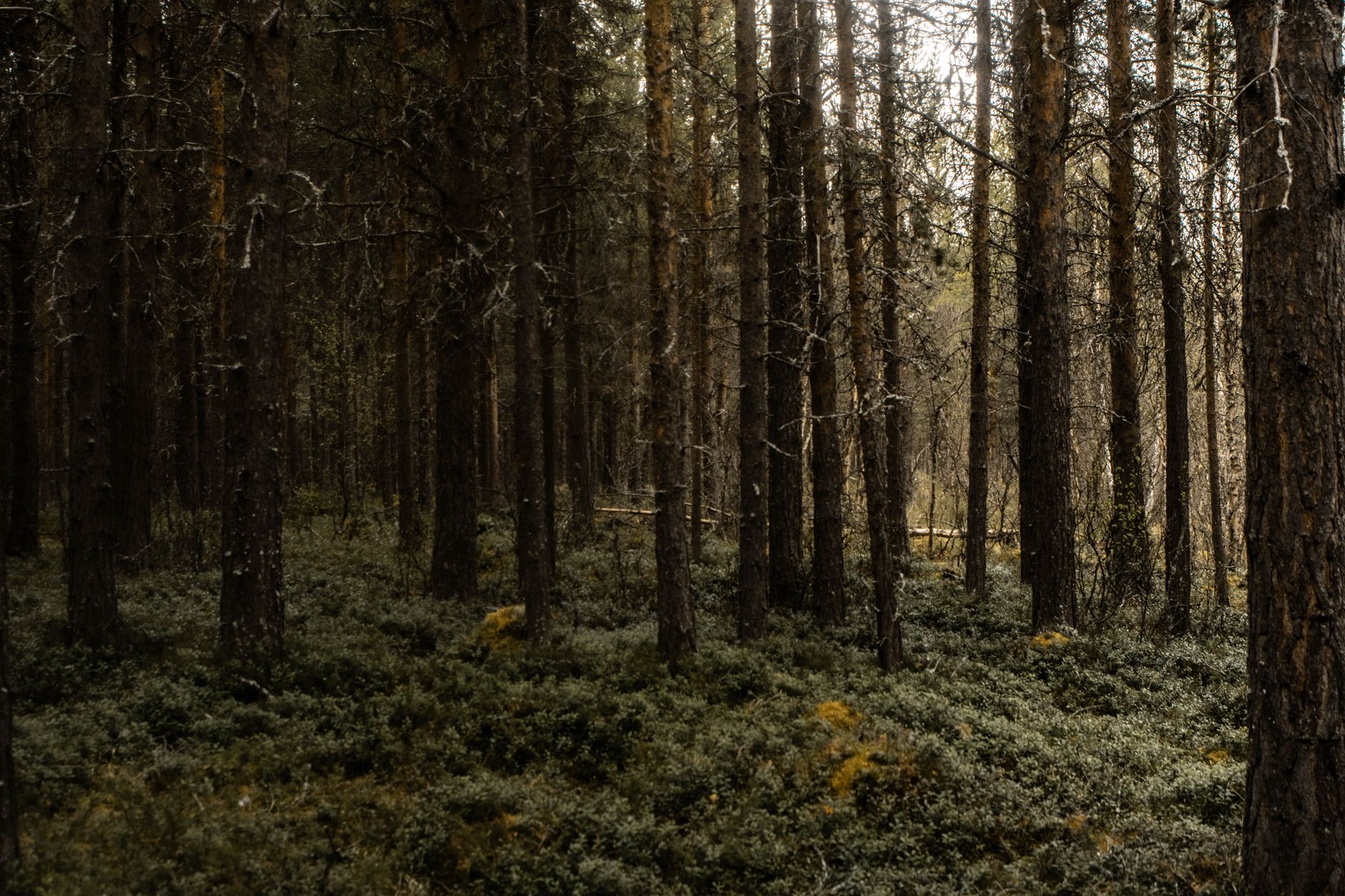 Skandinavisk skog med långt ljus